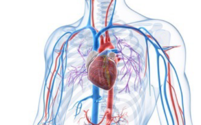 Advanced Artery Health Check at Ultimate Detox